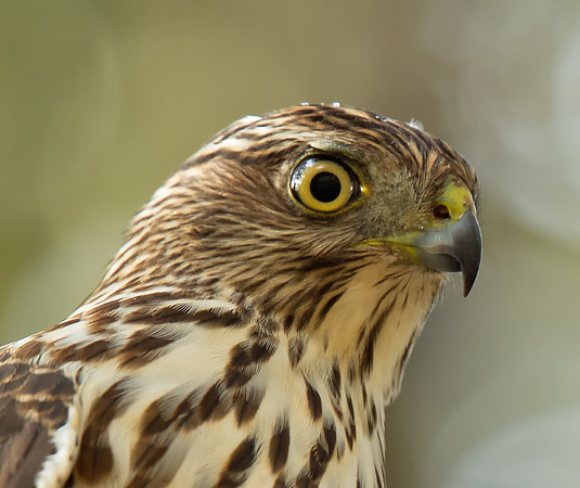 Cooper's Hawk (Juv)