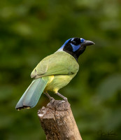 Green Jay