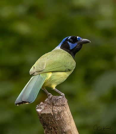 Green Jay