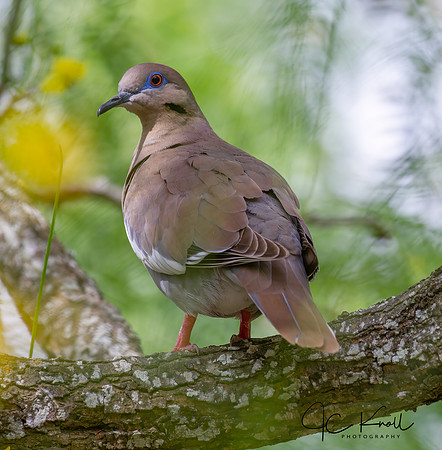 White-winged Dove