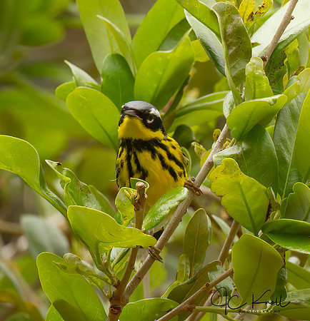Magnolia Warbler