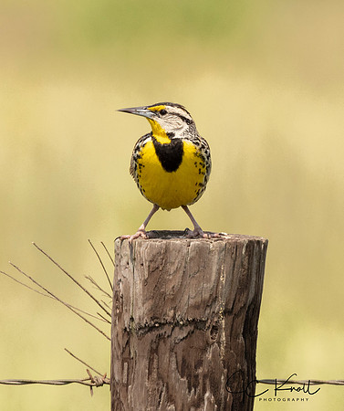Eastern Meadowlrk