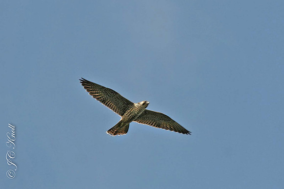 Peregrine Falcon (F)