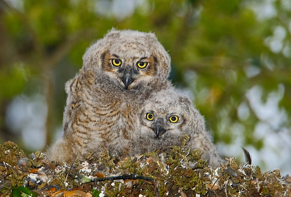 Great Horned Owlets