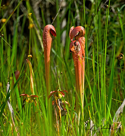 Pitcher Plant