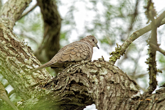 Inca Dove