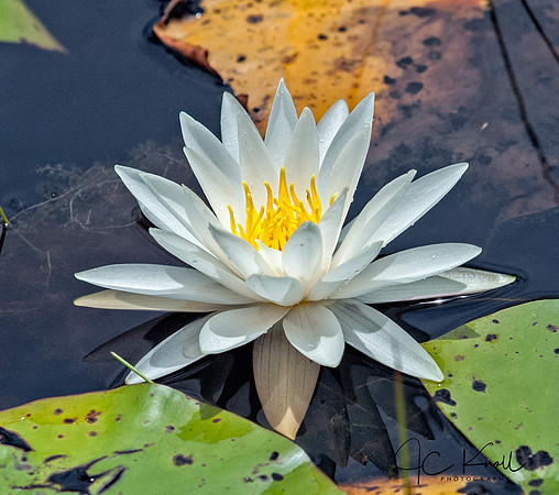 White Water Lily