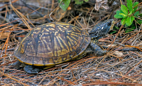 Box Turtle