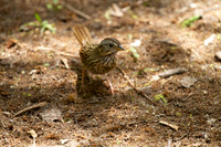 Lincoln's Sparrow