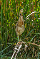 American Bittern