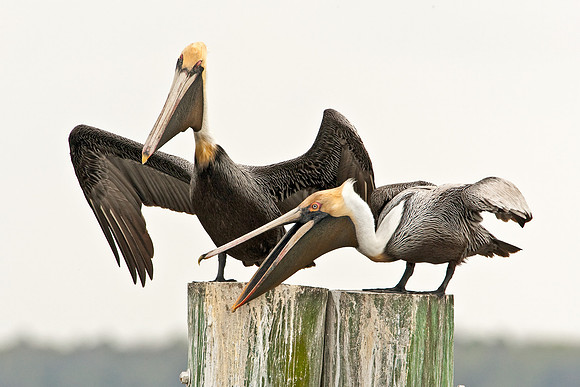 Brown Pelican