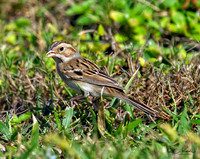 Clay-colored Sparrow