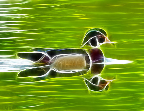 Wood Duck