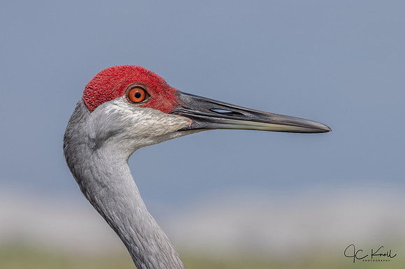 Sandhill Crane