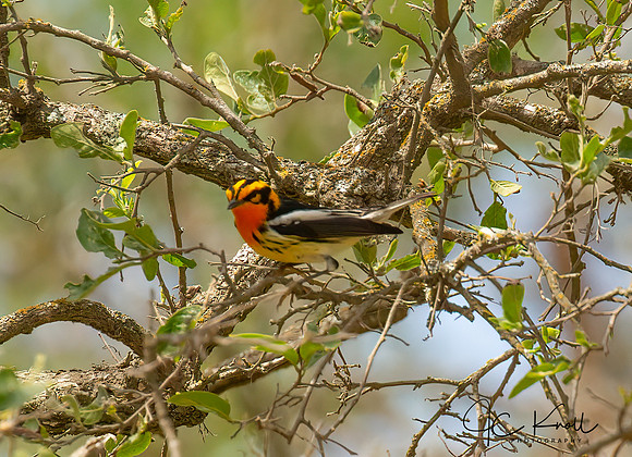 Blackburnian Warbler (M)