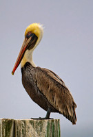 Brown Pelican