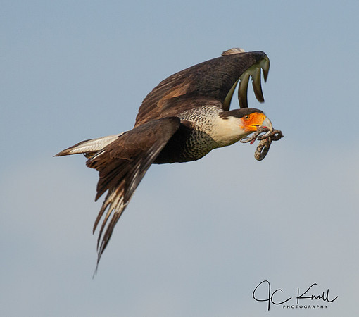 Crested Caracara with Pygmy Rattlesnake