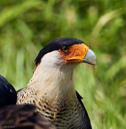 Crested Caracara