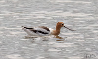 American Avocet