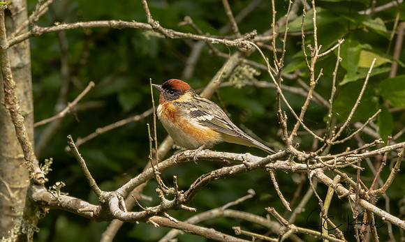 Bay-breasted Warbler