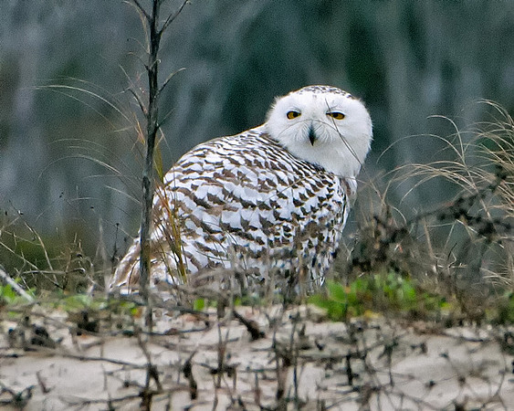 Snowy Owl