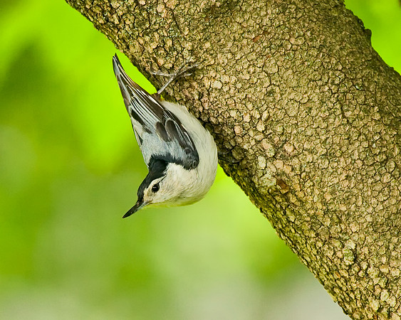 White-breasted Nuthatch