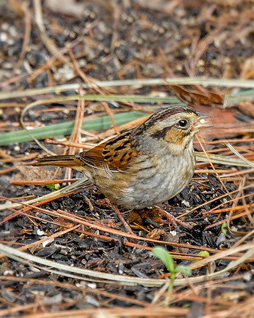 Swamp Sparrow