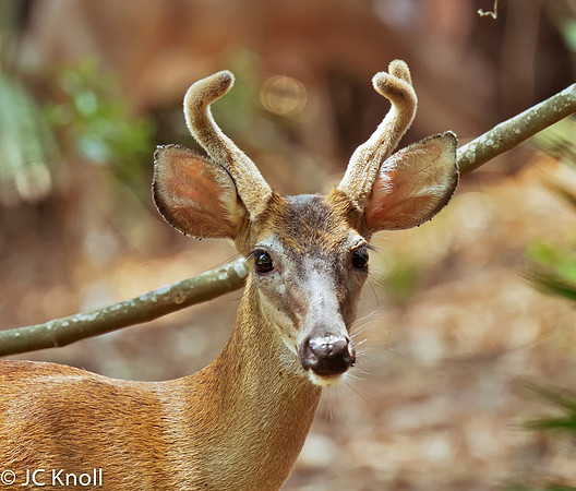 White-tailed Deer (MM