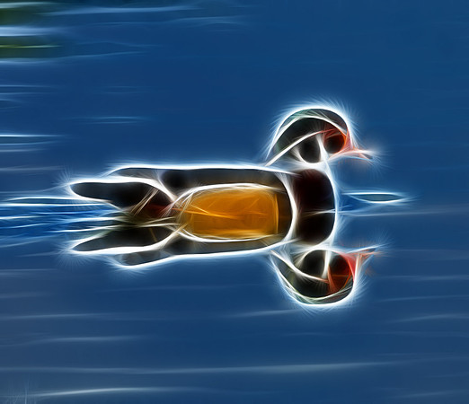Wood Duck
