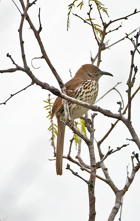 Long-billed Thrasher