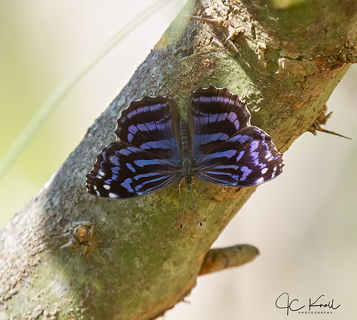 Mexican Bluewing
