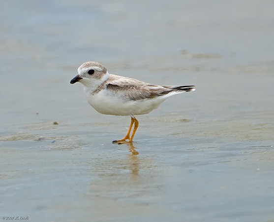 Piping Plover