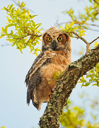 Great Horned Owlet