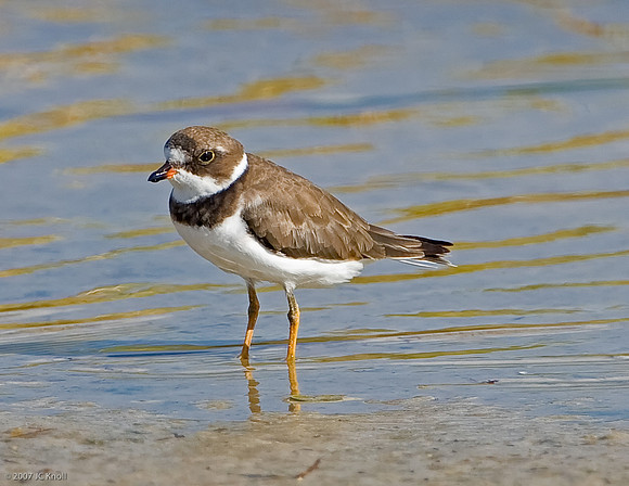 Semipalmated Plover