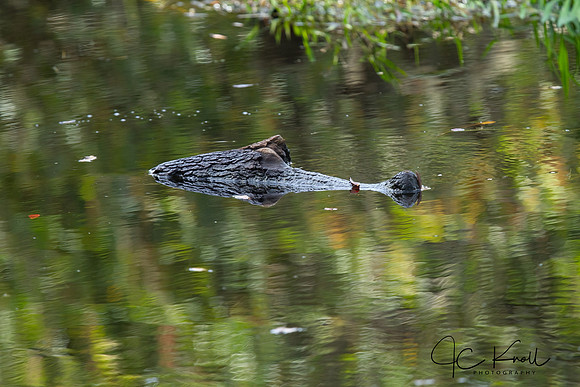 Log that looks like an alligator