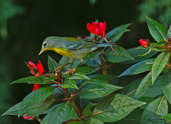 Northern Parula (F)