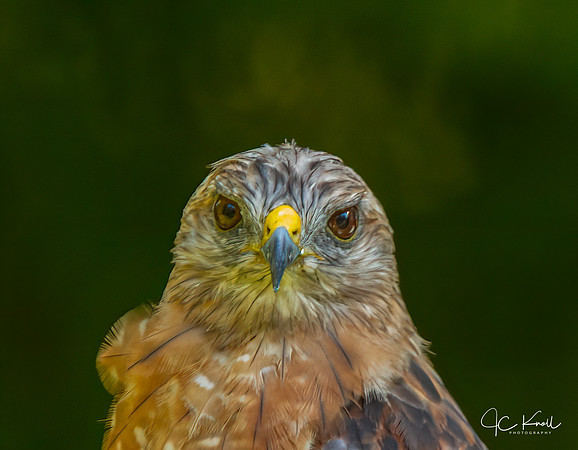 Red-shouldered Hawk