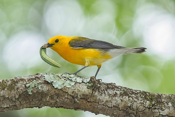 Prothonotary Warbler (M)