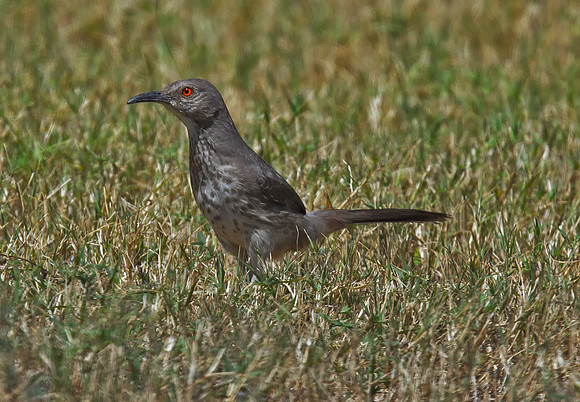 Curve-billed Thrasher