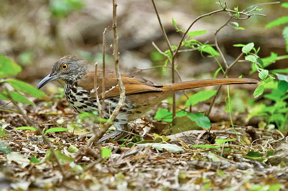 Long-billed Thrasher