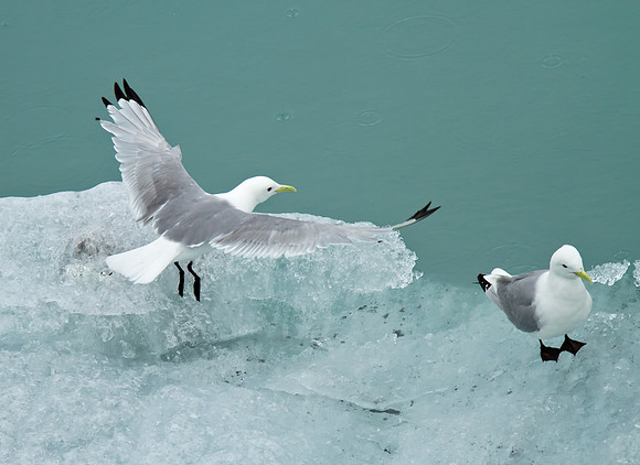 Black-legged Kittiwake