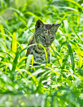 Bobcat