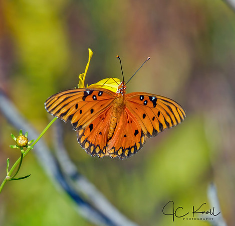 Gulf Fritillary
