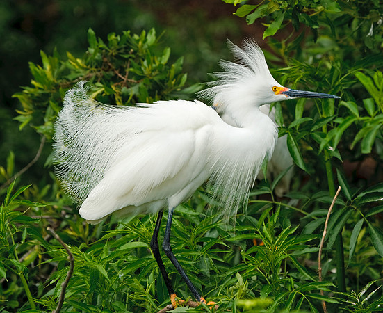 Snowy Egret