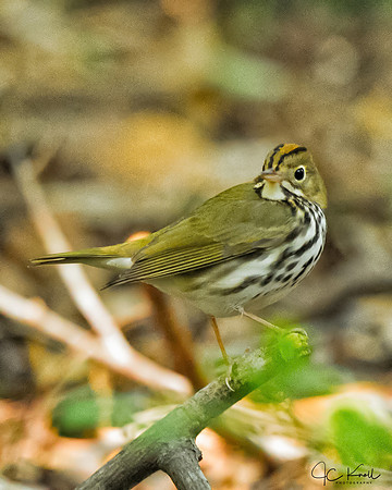 Ovenbird