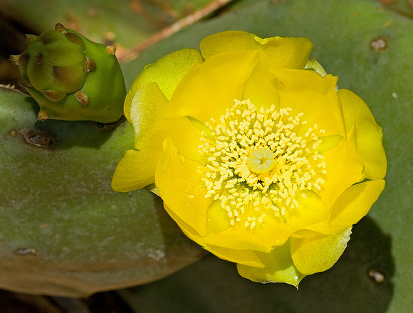 Prickley Pear