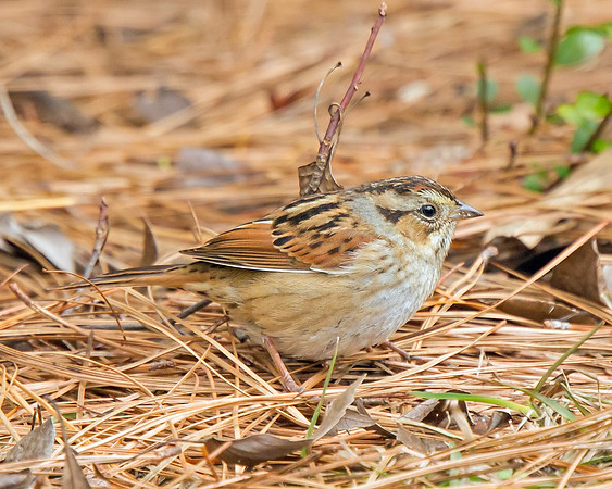 Swamp Sparrow