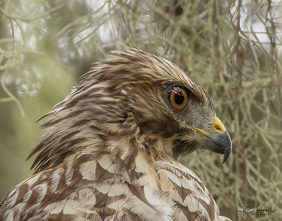 Red-shouldered  Hawk (Imm)