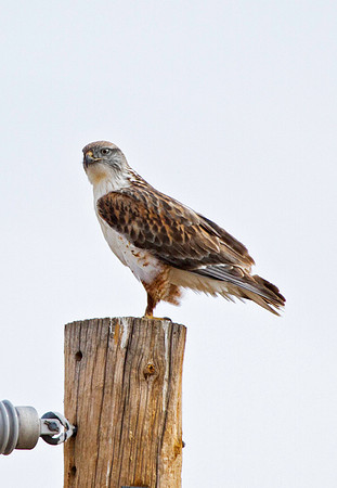 Ferruginous Hawk