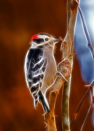 Downy Woodpecker (M)